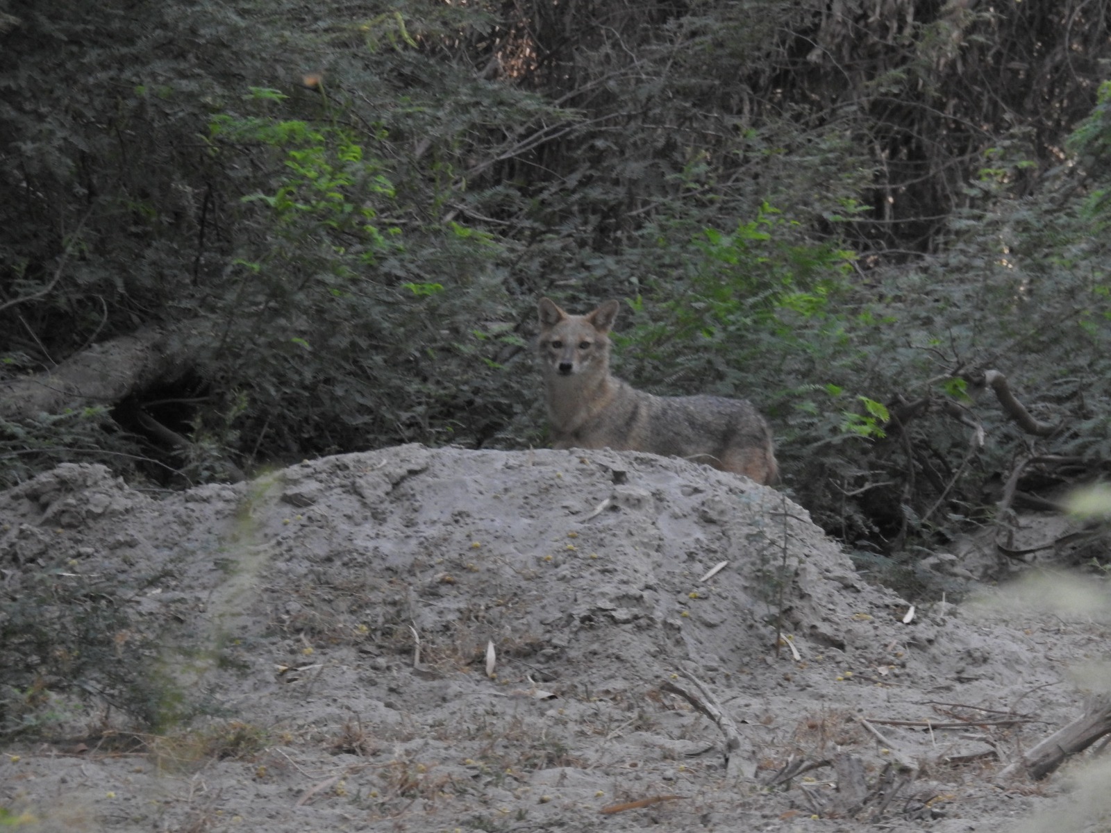 Wildlife