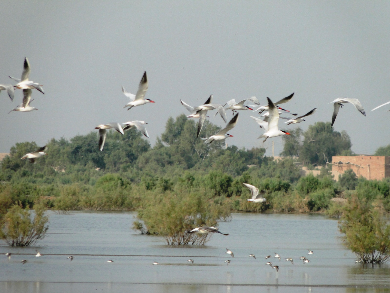 Flying Terns