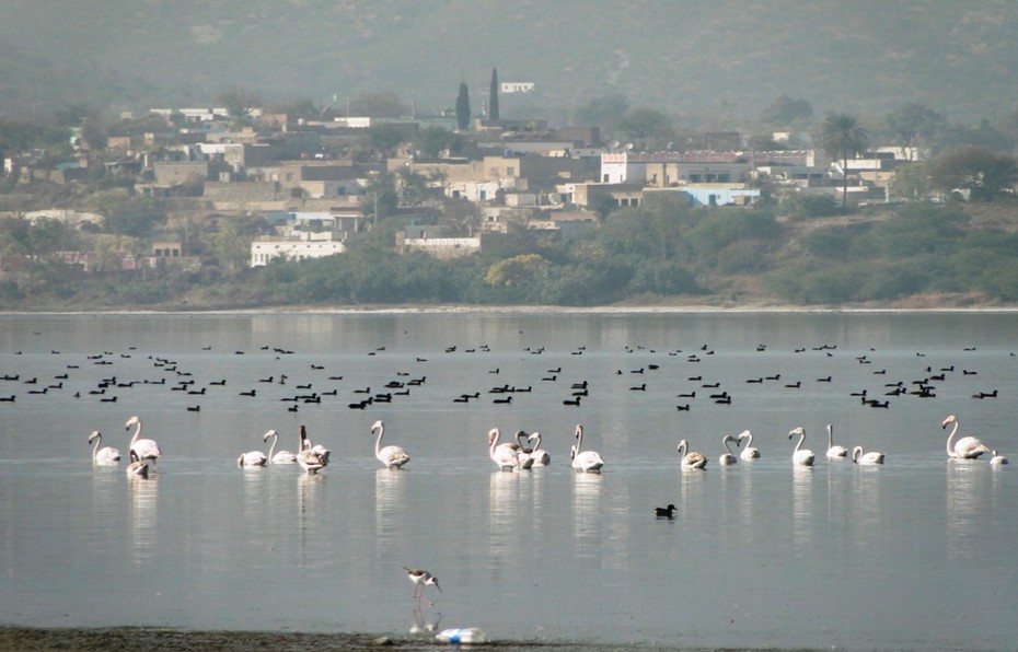 Birds