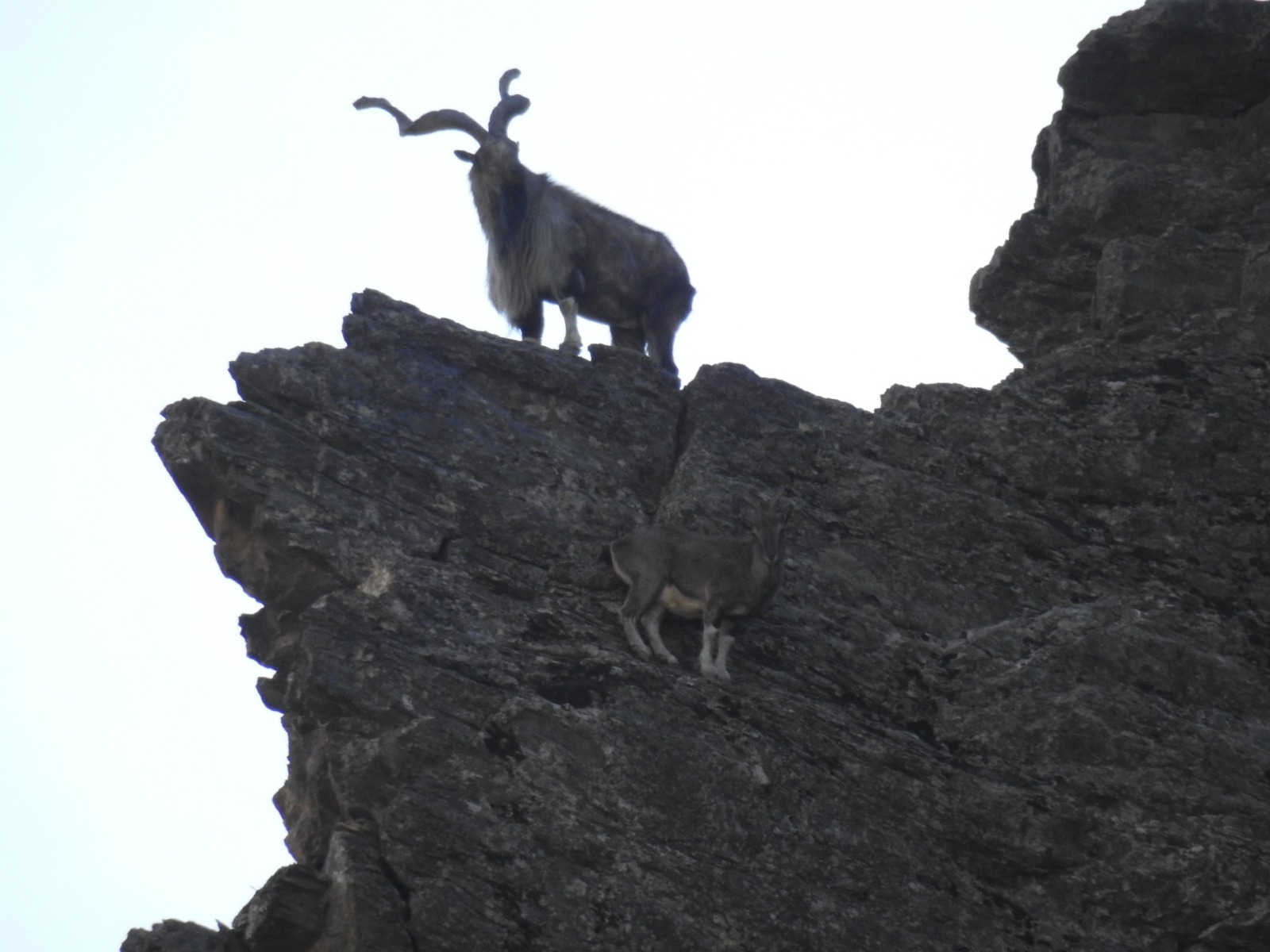 Markhor 2